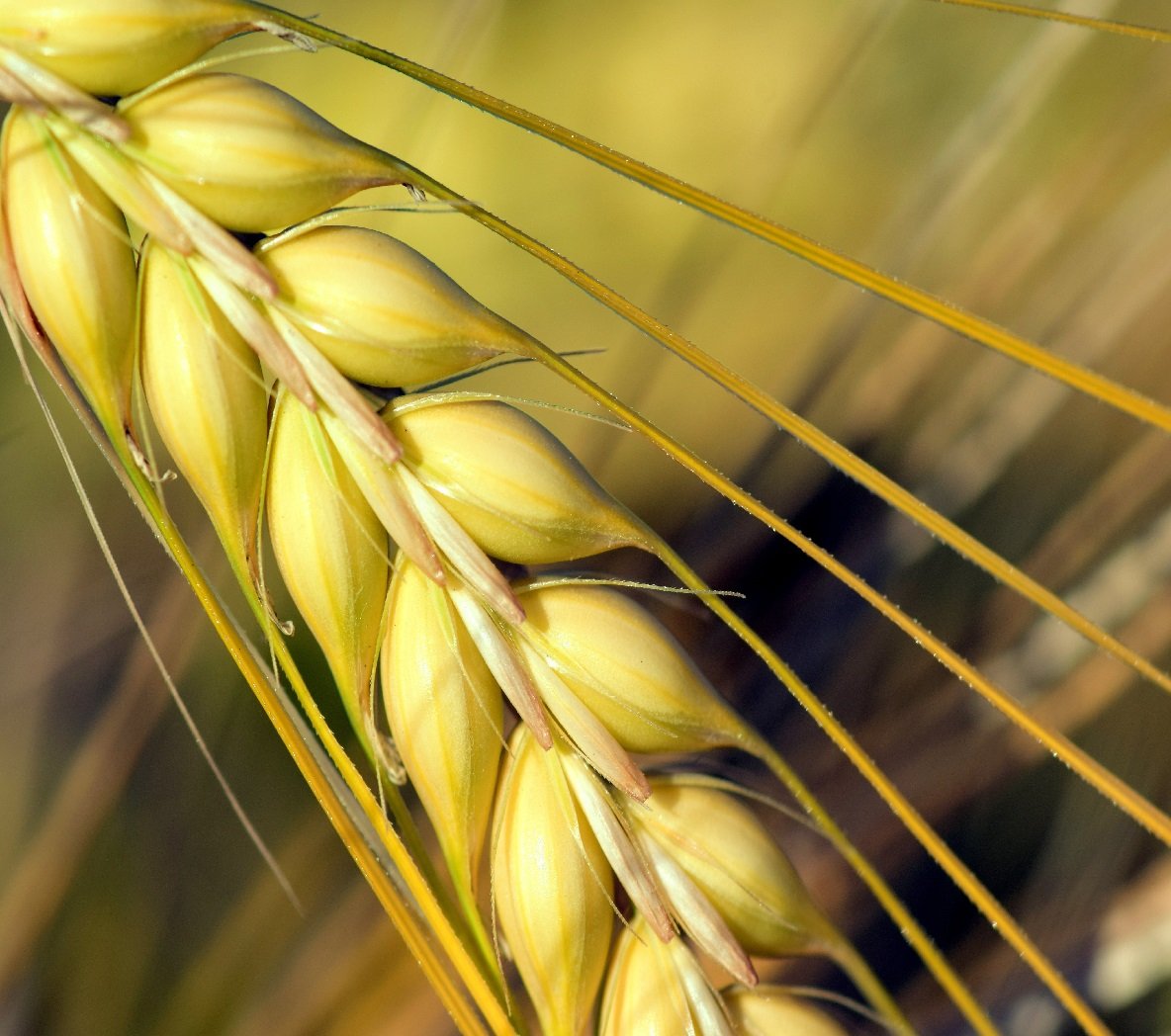 Leveraging Option Trading and Technical Analysis in the Farmers Association